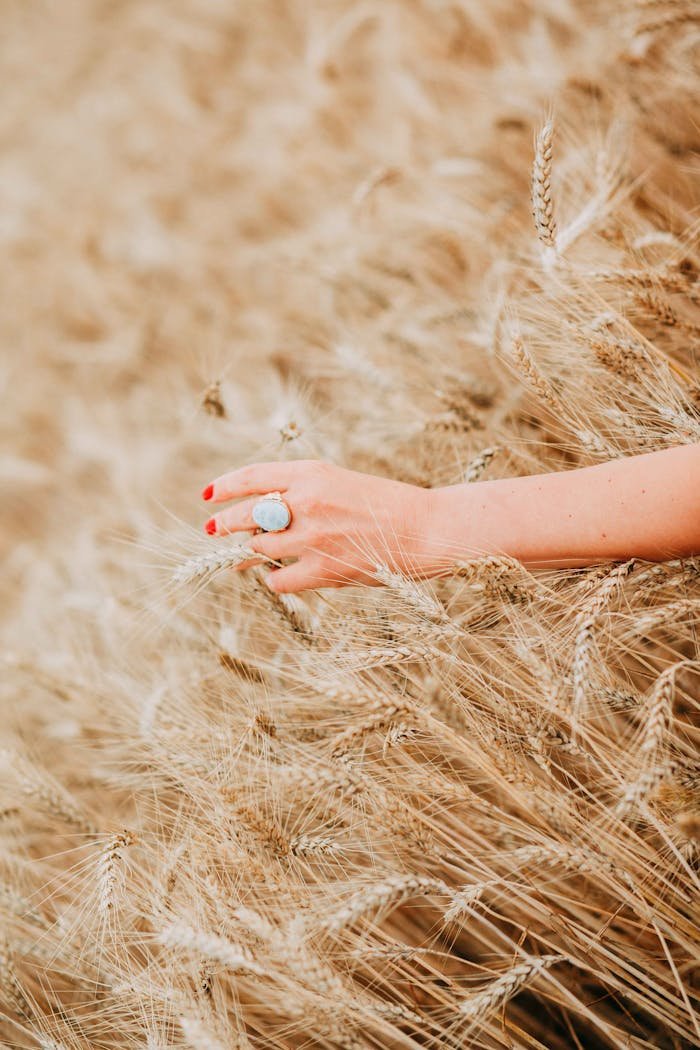 A woman's hand adorned with a ring gently touches ripe wheat in a golden field, capturing the essence of summer.