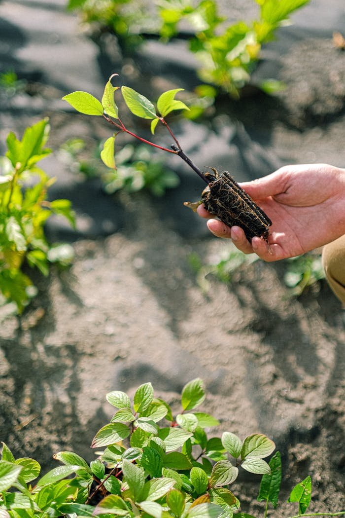 Close-up of a gardener's hand holding a young seedling in an outdoor garden.